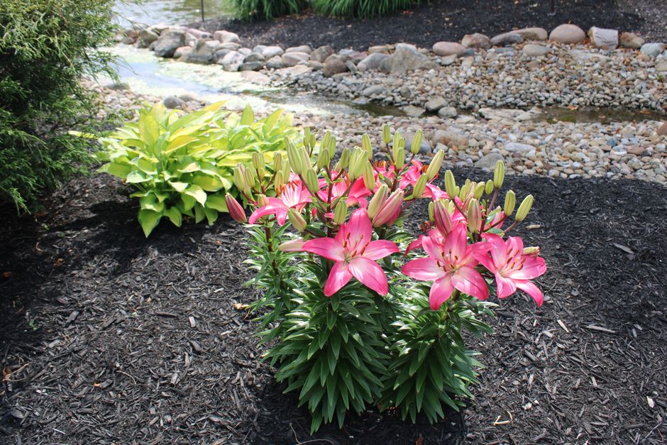 Freshly mulched garden bed around trees and plants