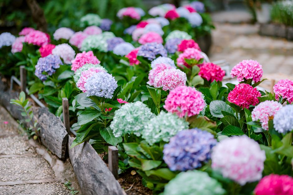 Gardener planting flowers in a garden bed